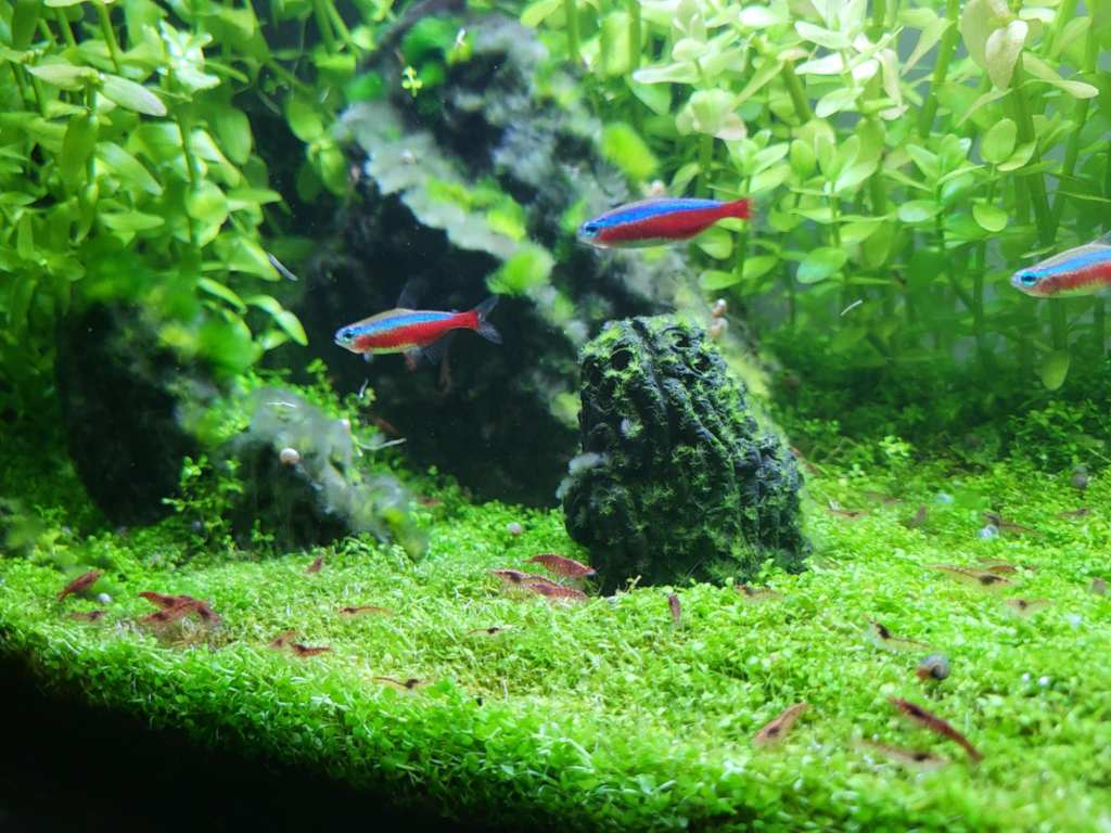 Aquascaping